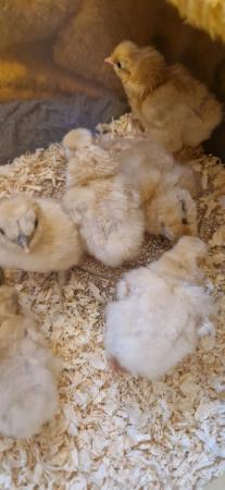 Image 1 of Rare Miniature Citron Silkie chicks - hatched 6.5.24