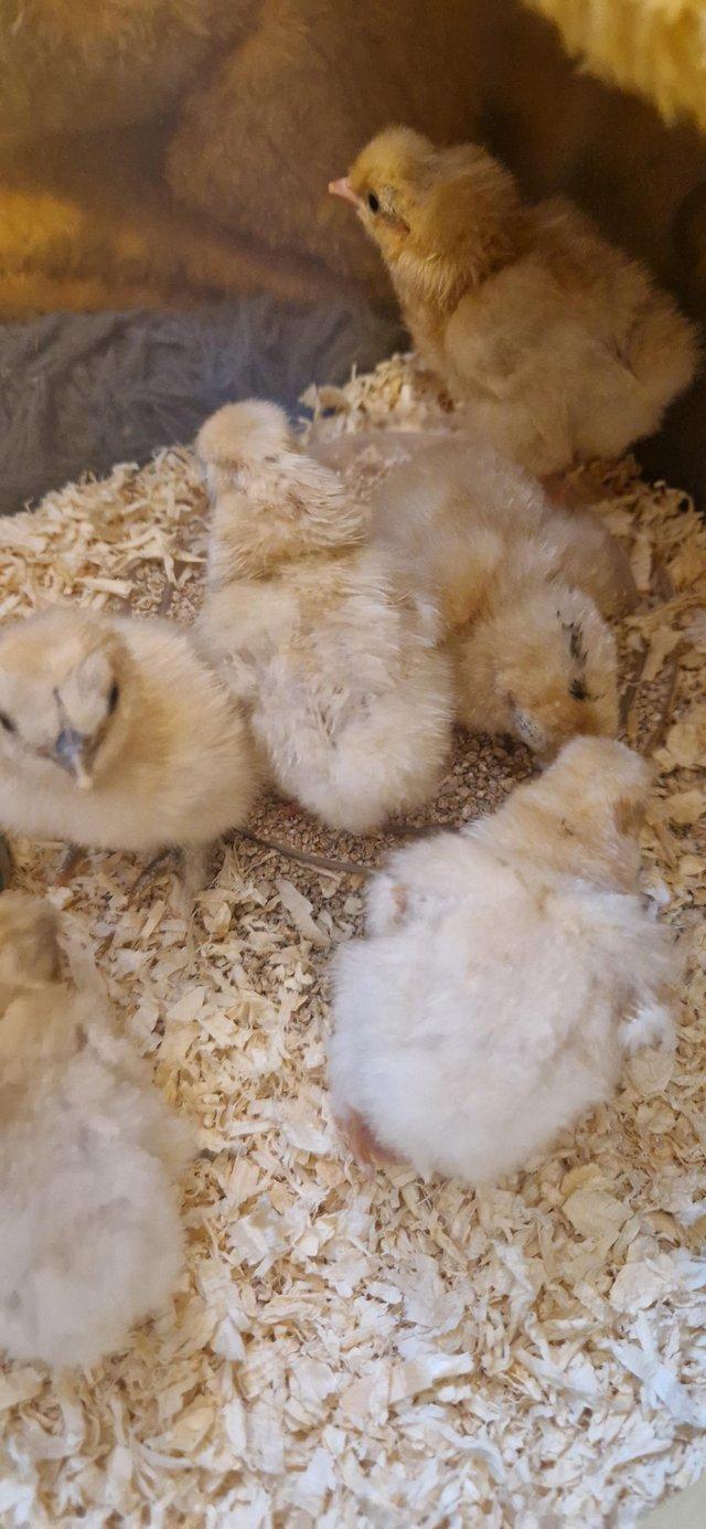 Preview of the first image of Rare Miniature Citron Silkie chicks - hatched 6.5.24.