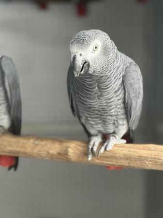 Image 5 of African grey parrot (male)