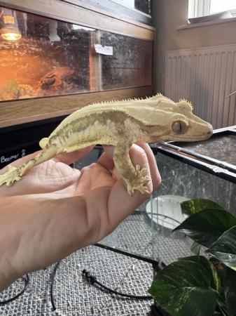 Image 11 of Adult female Lilly white crestie and enclosure