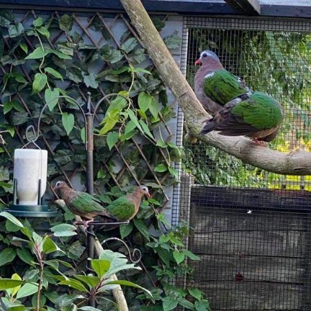 Image 1 of Emerald Doves - Ornamental Aviary Birds - Softbills Pigeons