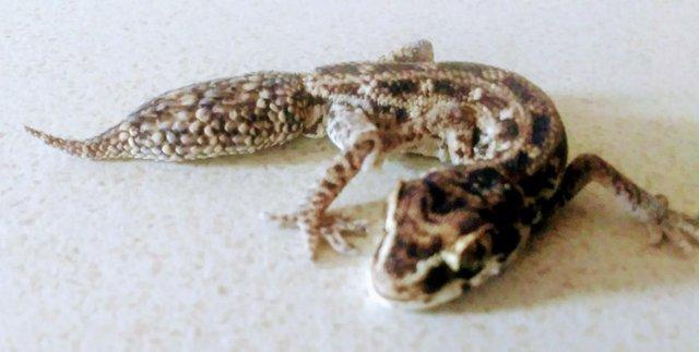 Image 2 of Baby Viper Gecko's Unsexed For Sale