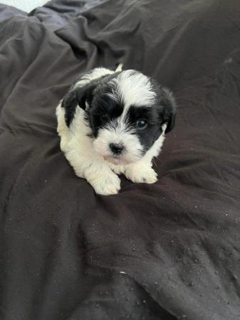 Image 6 of 8 weeks bichon havanese girl  looking for a forever home