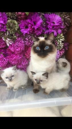 Image 4 of Regis insured fully vaccinated pure Ragdoll kittens £550