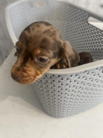 Image 16 of AdorableMiniature dachshunds puppies for sale