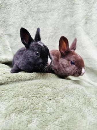 Image 8 of 2 Gorgeous mini Rex brothers with excellent temperaments.