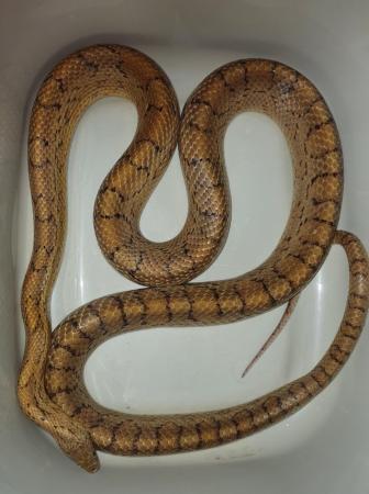 Image 6 of Snakes and Gecko's Available, Various Ages / Species