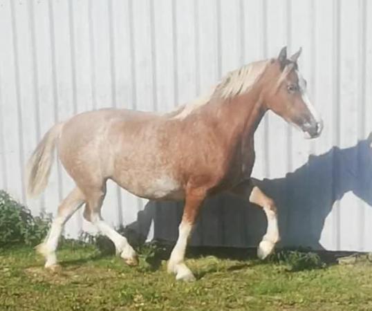 Image 3 of Welsh section C mare - 13.2hh 4yo