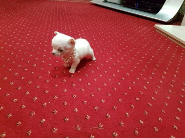 Image 4 of CHI-POO PUPPIES (CHIHUAHUA X TOY POODLE)