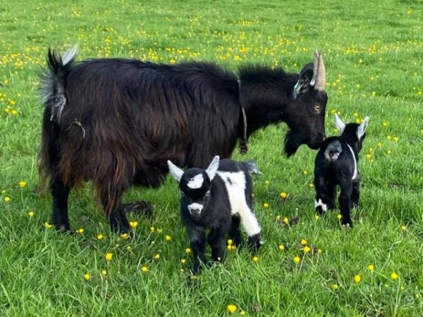 Image 4 of Two little Pygmy goat wether kids