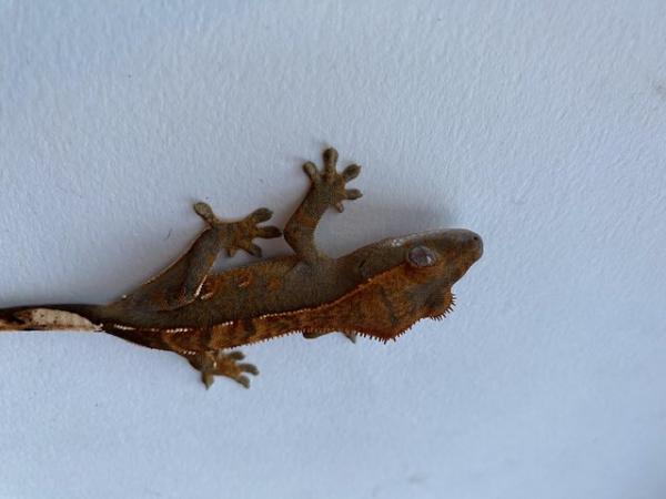 Image 5 of Unsexed crested gecko hatched 10th sept 2023
