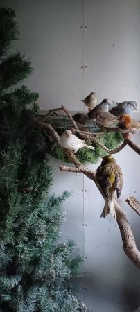 Image 9 of Finches for sale from £10