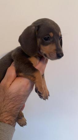 Image 7 of Miniature dachshund puppies 10 weeks old ready to leave