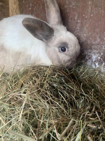 Image 1 of One year old boy rabbit
