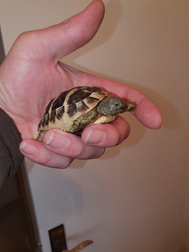 Preview of the first image of Baby hermanns tortoises.