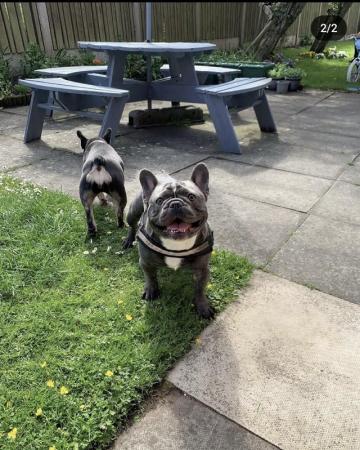 Image 12 of Kennel club registered French bulldog pupps.