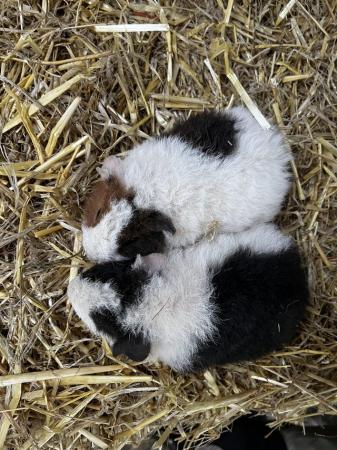 Image 1 of Baby teddy Guinea pigs female