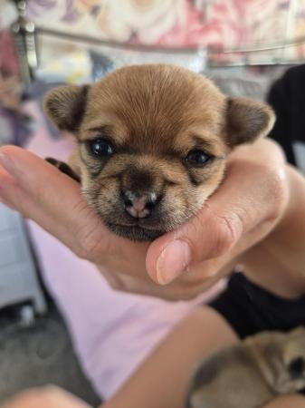 Image 13 of STUNNINGFemale Apple Head Chihuahua For Sale
