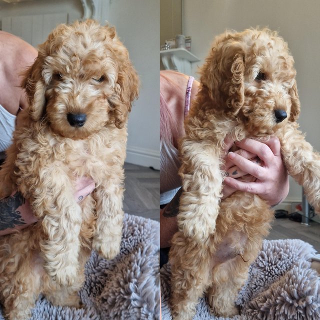 Preview of the first image of Last beautiful boy deposit taken f1 cavapoo.