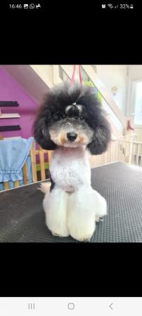 Image 2 of Last Toy Cavapoos pup from health tested parents