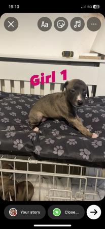 Image 5 of Beautiful 8 week old whippet puppy's