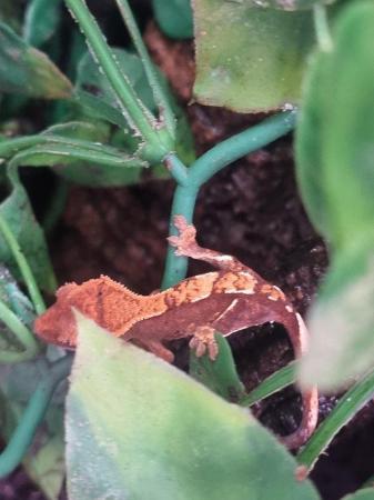 Image 5 of Crested geckos ready for there new homes.
