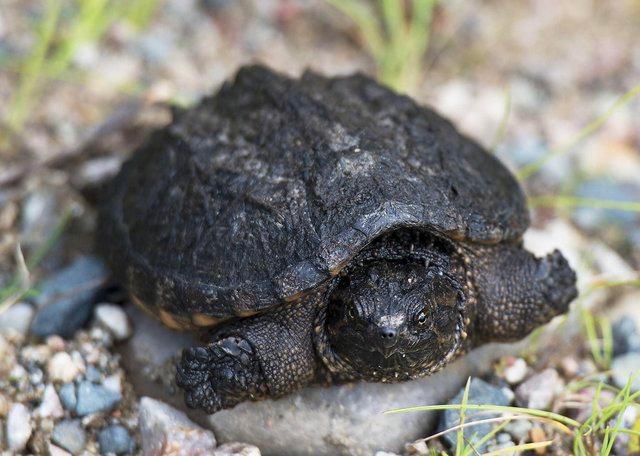 Preview of the first image of WANTED - YOUNG COMMON SNAPPING TURTLE.