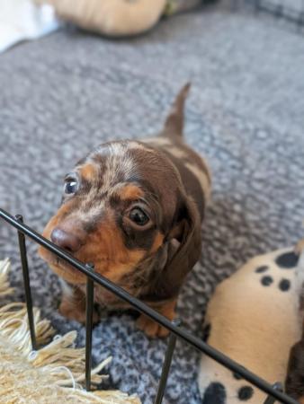 Image 6 of Miniature dachshund pups
