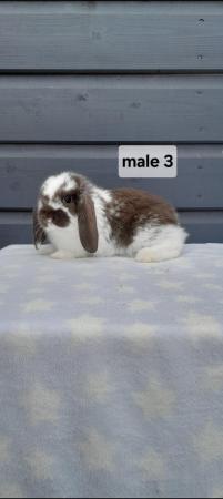 Image 14 of Gorgeous mini lop rabbits ready to leave