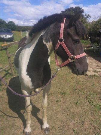 Image 1 of Beautiful coloured mare lots of potential