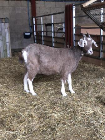 Image 1 of Female Toggenburg x 13 monthes old