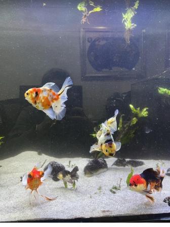 Image 4 of Full goldfish set up - 500l