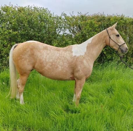 Image 3 of Stunning 9 year old QH x paint palomino tobiano mare