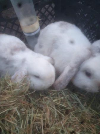 Image 1 of 2 young mini lops buck for sale £40 each