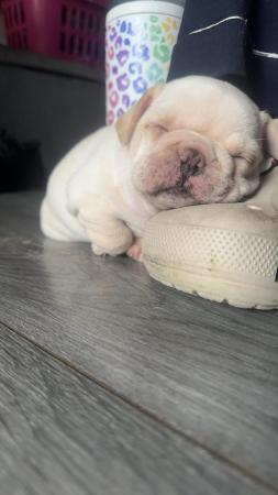 Image 3 of French Bulldog Puppies For Sale