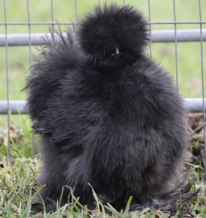 Image 1 of Silkie hatching eggs mixed colours