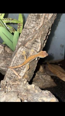 Image 4 of Baby crested gecko’s for sale!!!