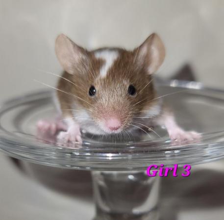 Image 44 of Beautiful friendly Baby mice - girls and boys.