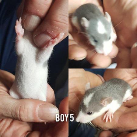 Image 11 of Baby rats girls and boys smooth coat top eared
