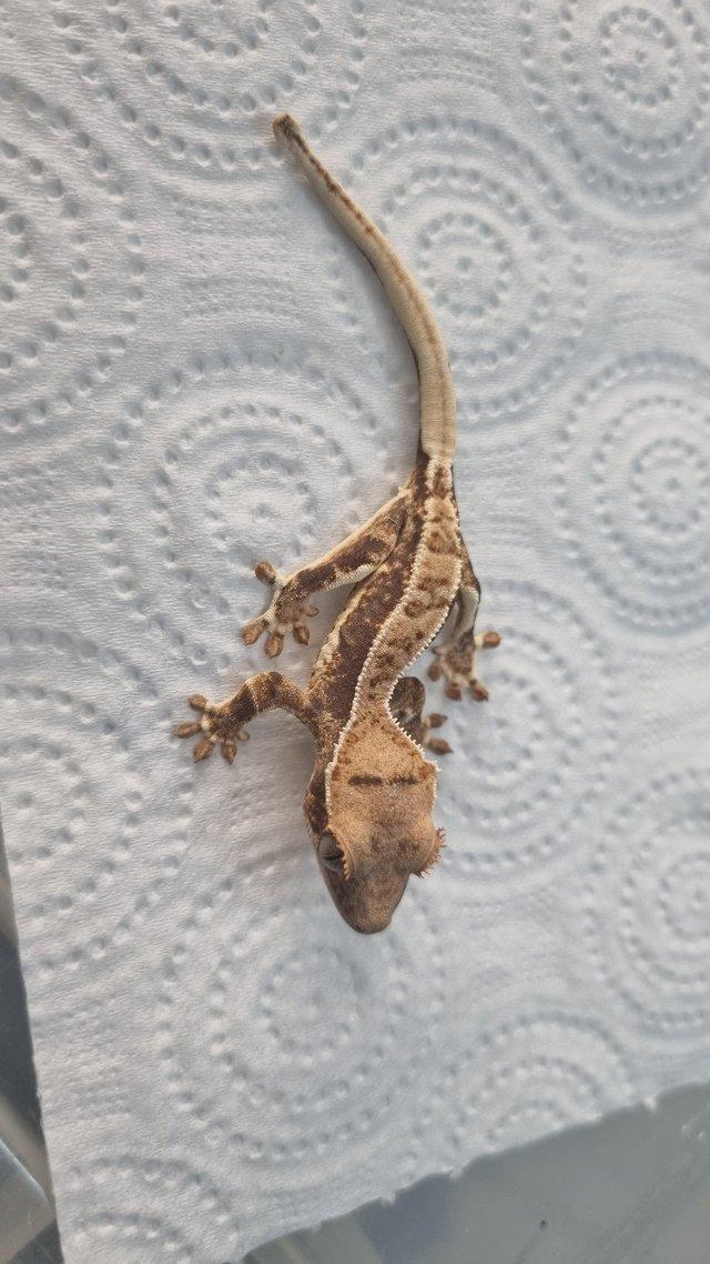 Preview of the first image of baby lilly white crested geckos.