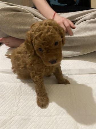 Image 1 of 7 week old red TOY poodle puppies