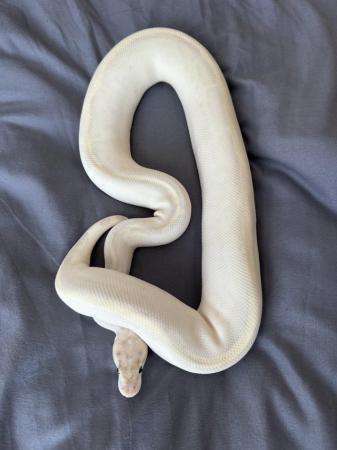 Image 10 of ball pythons male and female morphs
