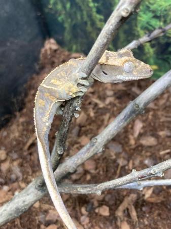 Image 3 of Unsexed juvenile partial pin harlequin crested gecko