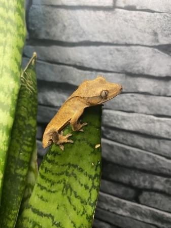 Image 2 of 4 baby crested geckos for sale