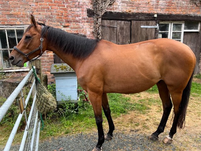 Preview of the first image of Bay Gelding 17.0hh 12 Years Old looking for a new home.