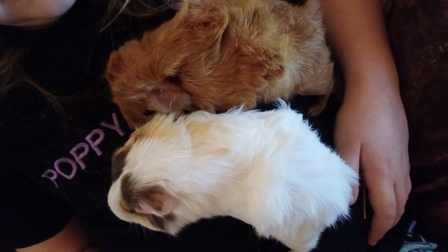 Image 1 of Baby guinea pigs for sale