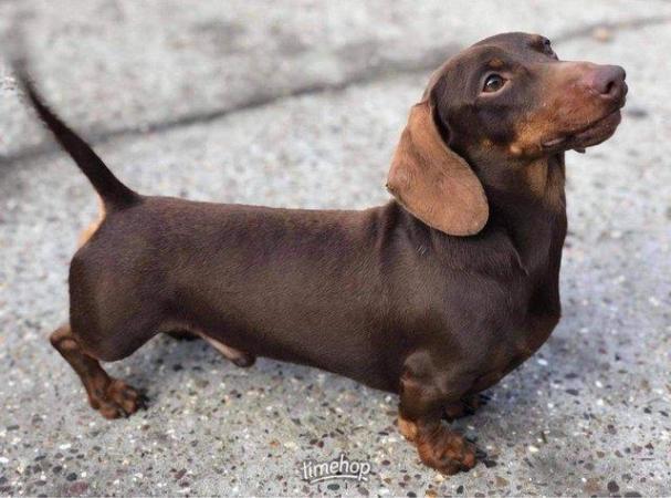 Image 2 of Chocolate and tan miniature dachshund stud