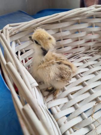 Image 3 of Showgirl and silkie chicks