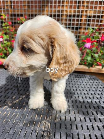Image 6 of Stunning f1 cockapoo puppies ready now