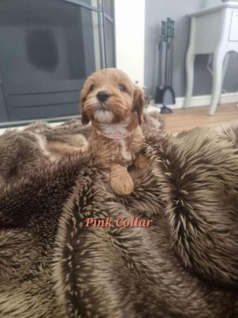 Image 9 of Stunning F2b Toy Cockapoo Puppies - Ready to Leave Friday